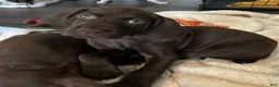 German Shorthaired Pointer dogs for sale: Faith - Ad 3