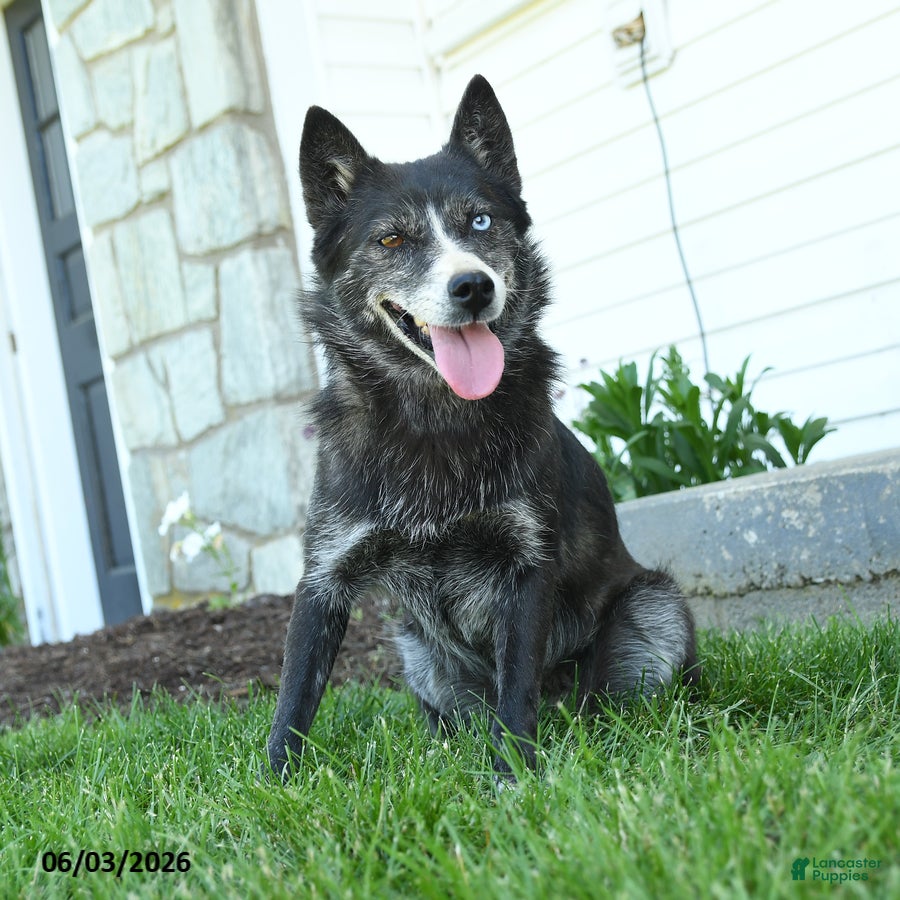 Pomsky dogs for sale: Arianne - Ad 1