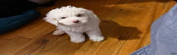 Miniature Poodle dogs for sale: Target 🎯💛 - Ad 8