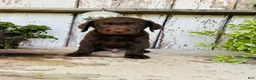 Labrador Retriever dogs for sale: Tucker  - Ad 4