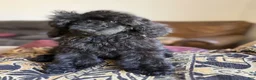 Standard Poodle dogs for sale: Raven - Ad 2