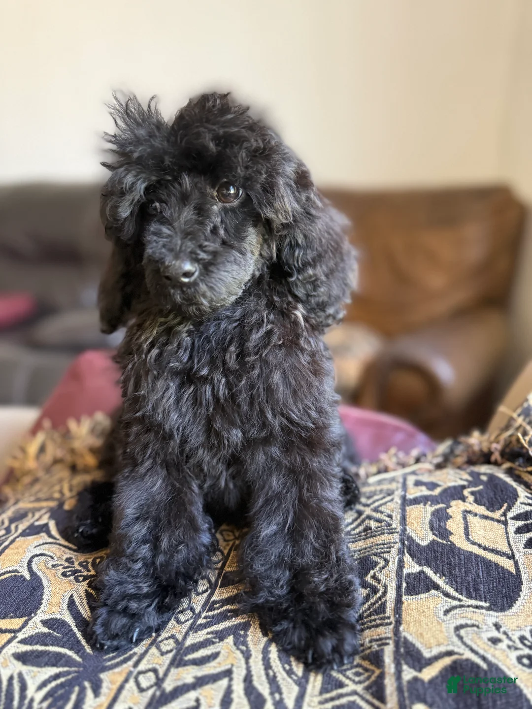 Standard Poodle dogs for sale: Raven - Ad 2