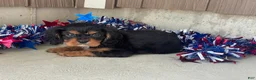 Cavalier King Charles Spaniel dogs for sale: Harmony Cavalier King Charles Spaniel  - Ad 10
