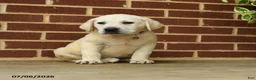 Labrador Retriever dogs for sale: Betty   - Ad 2