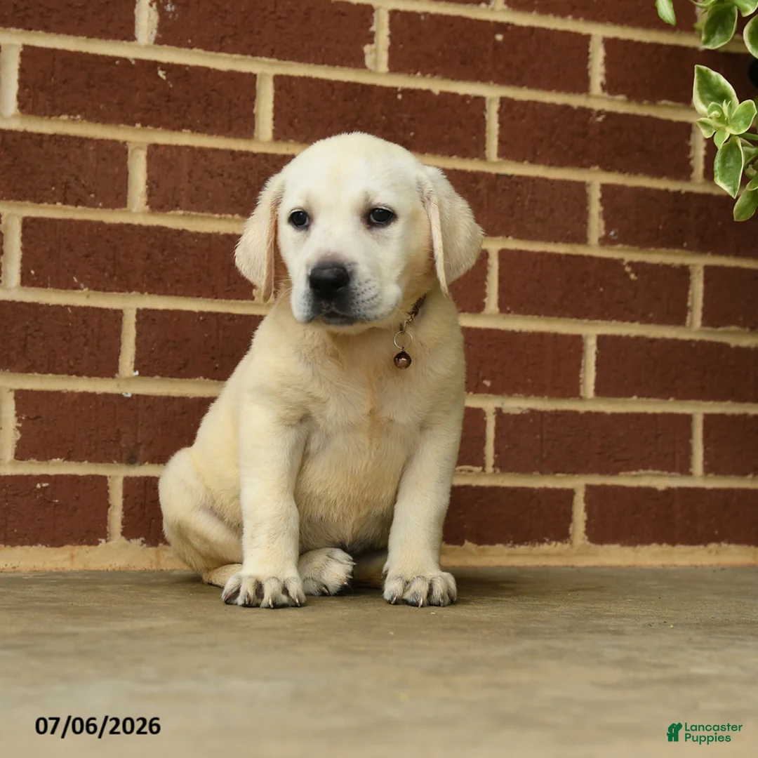 Labrador Retriever dogs for sale: Betty   - Ad 2