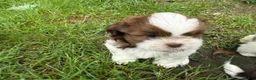 Shih Tzu dogs for sale: Shih Tzu 3 it’s a male not female - Ad 6