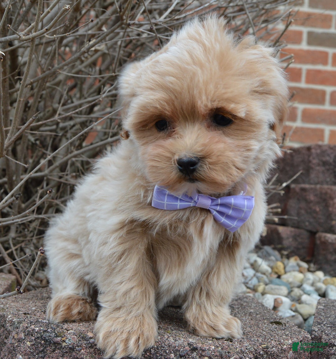 Maltipoo dogs for sale: Mabel - Ad 10