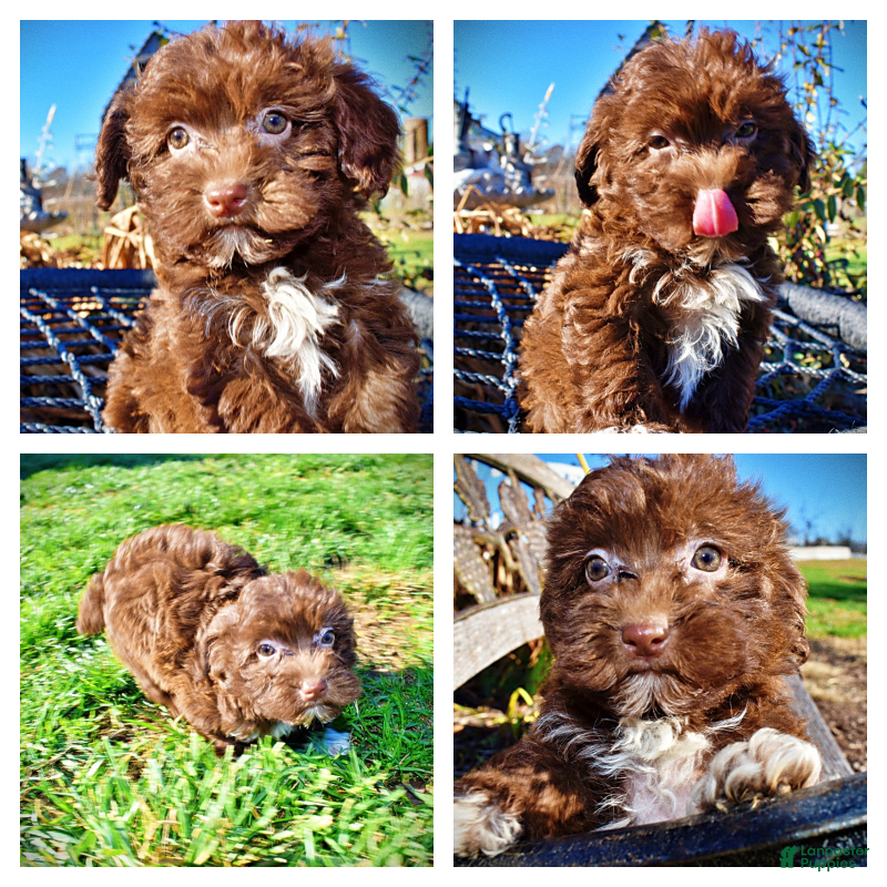 Havapoo dogs Sassy - Ad 10