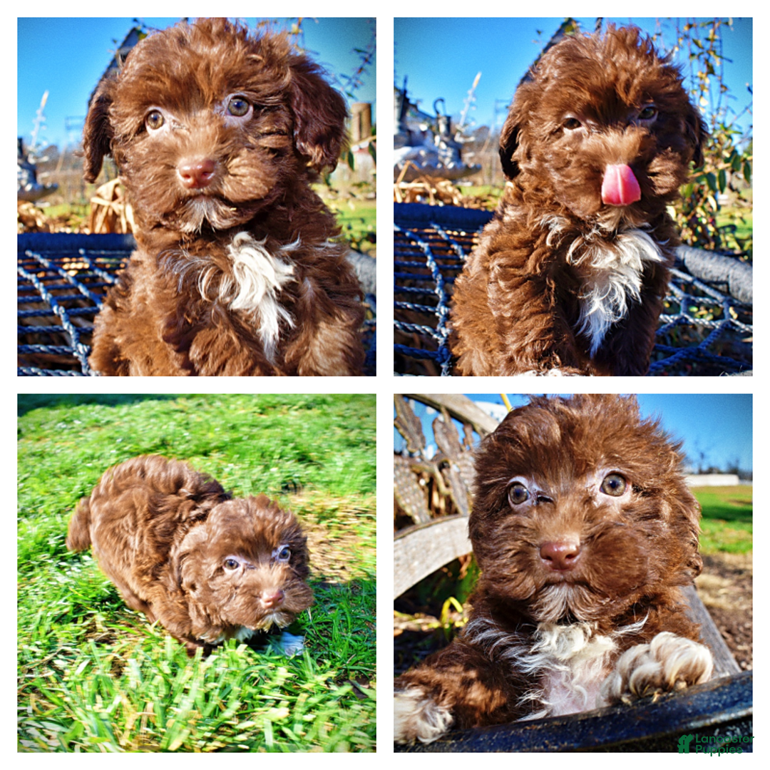 Havapoo dogs for sale: Sassy - Ad 1