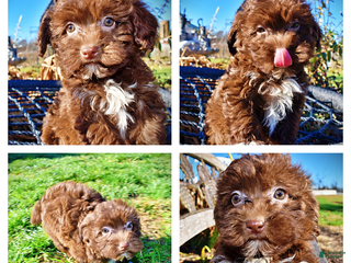 Havapoo dogs Sassy - Ad 8