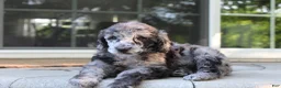 Standard Poodle dogs for sale: Ash AKC Standard Poodle - Ad 9