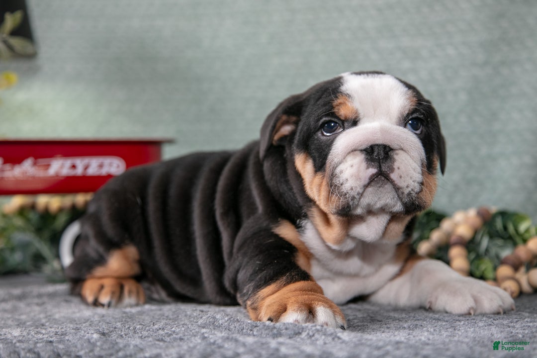 Mixed Breed dogs for sale: Sonny - Ad 1