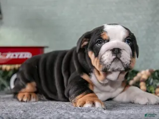 Mixed Breed dogs Sonny - Ad 12