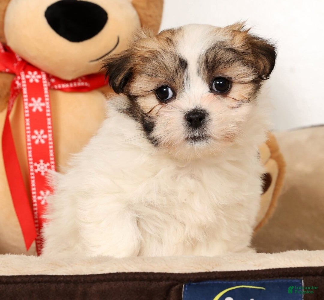 Malshi dogs for sale: Nala - Ad 3