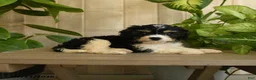 Cavachon dogs for sale: Mike - Ad 3