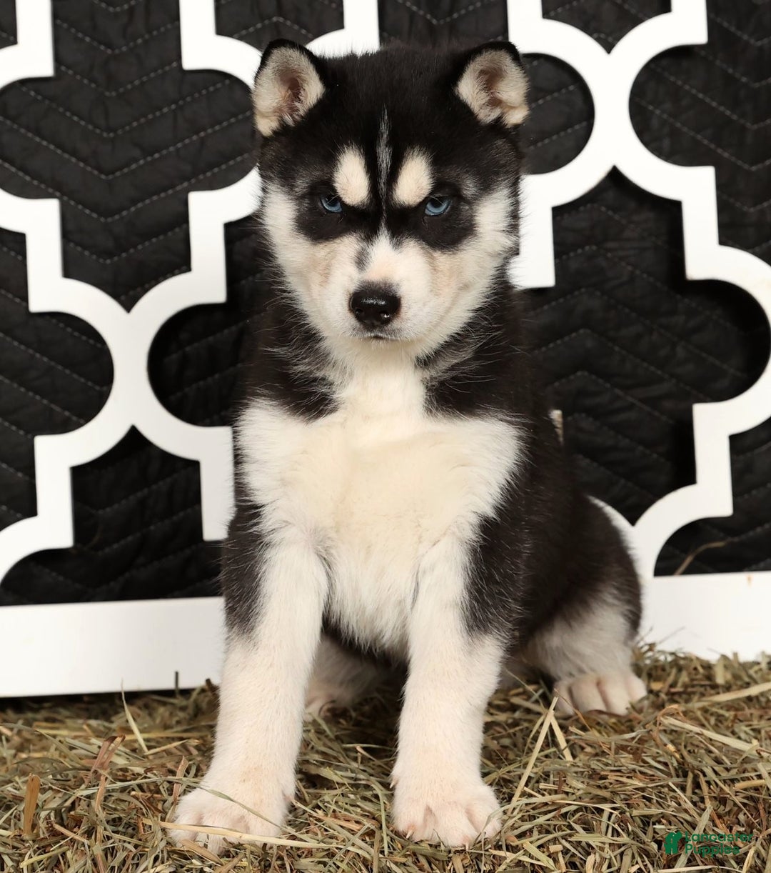 Siberian Husky dogs for sale: Trooper - Ad 3