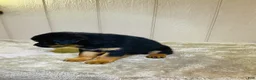 Rottweiler dogs for sale: Rottweiler 6 - Ad 9