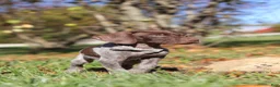 German Shorthaired Pointer dogs for sale: Asher - Ad 10