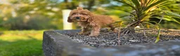 Cavapoo dogs for sale: Johan - Ad 7