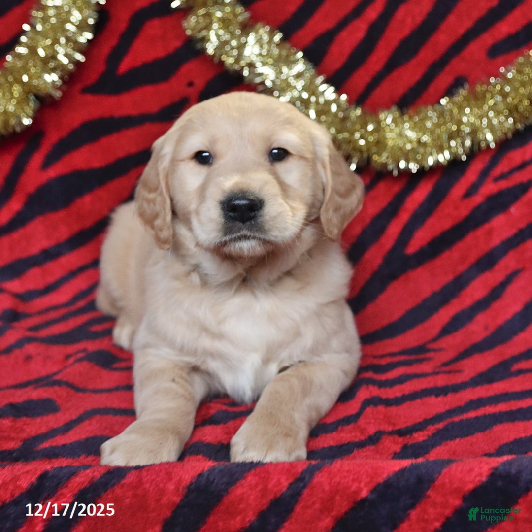 Golden Retriever dogs for sale: Rascal - Ad 3