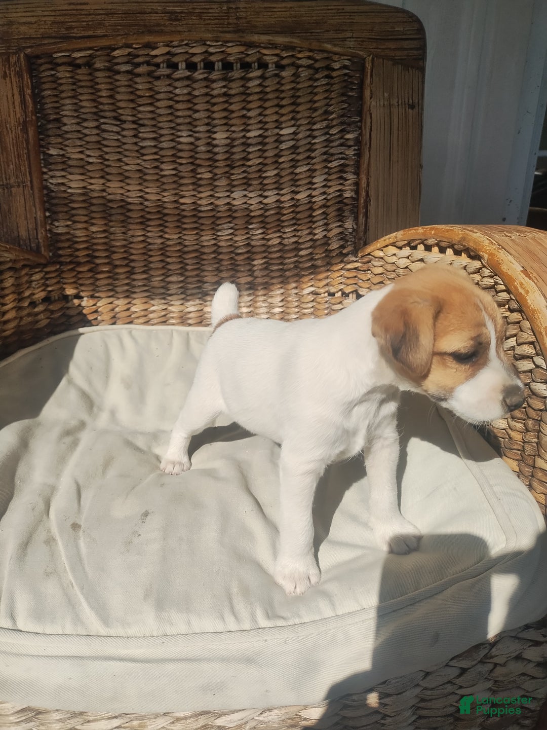 Jack Russell Terrier dogs for sale: Belle  - Ad 3