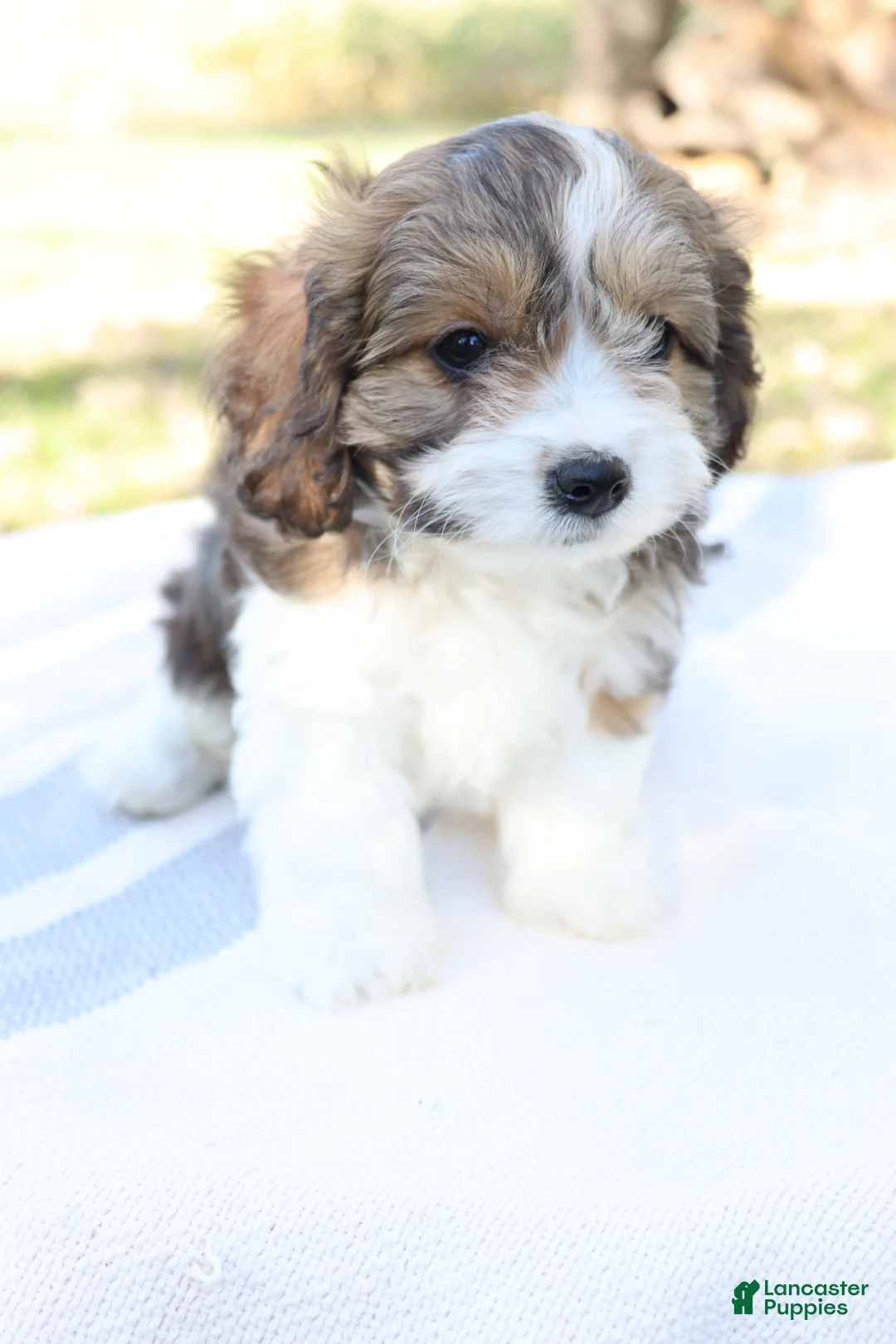 Cavapoo dogs for sale: Maple - Ad 10