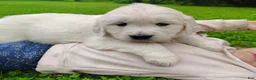 Golden Retriever dogs for sale: Molly - Ad 4