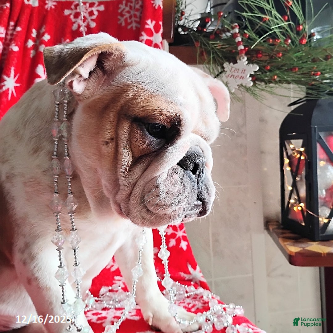 English Bulldog dogs for sale: Rolita - Ad 5