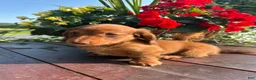 Miniature Dachshund dogs for sale: Tanner - Ad 4