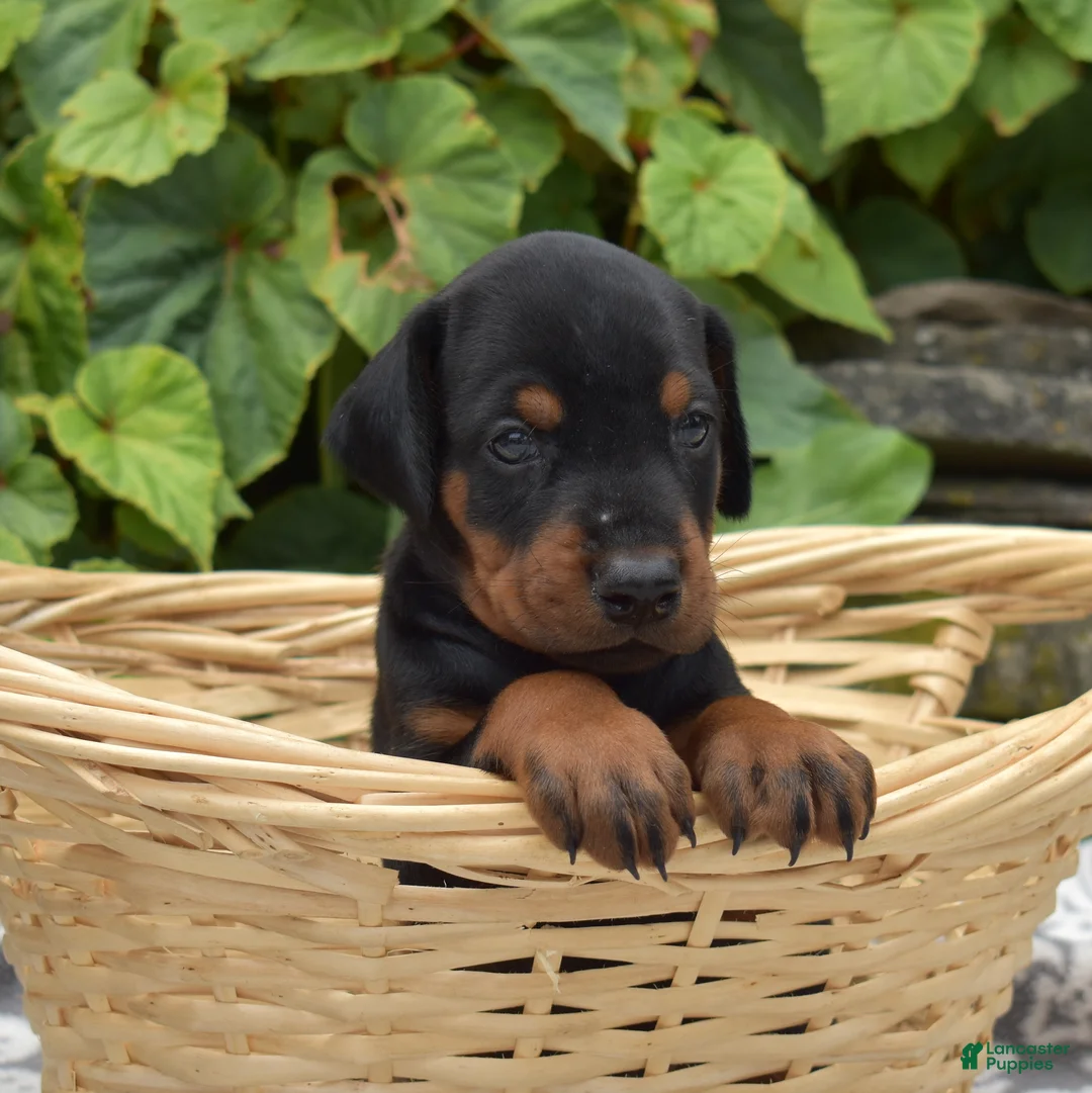 Doberman Pinscher dogs for sale: Summit - Ad 6