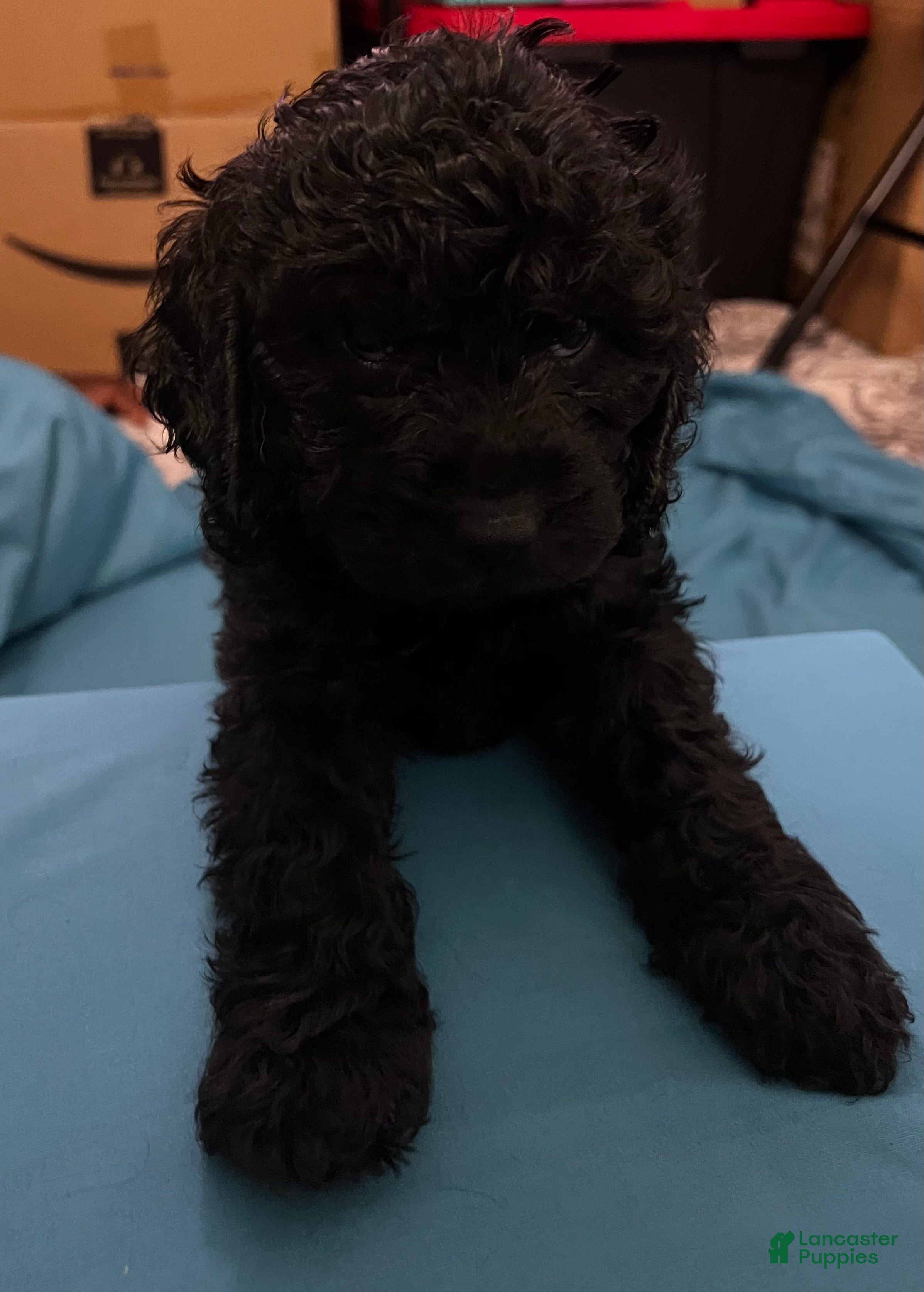 Cockapoo dogs Zoe - Ad 1
