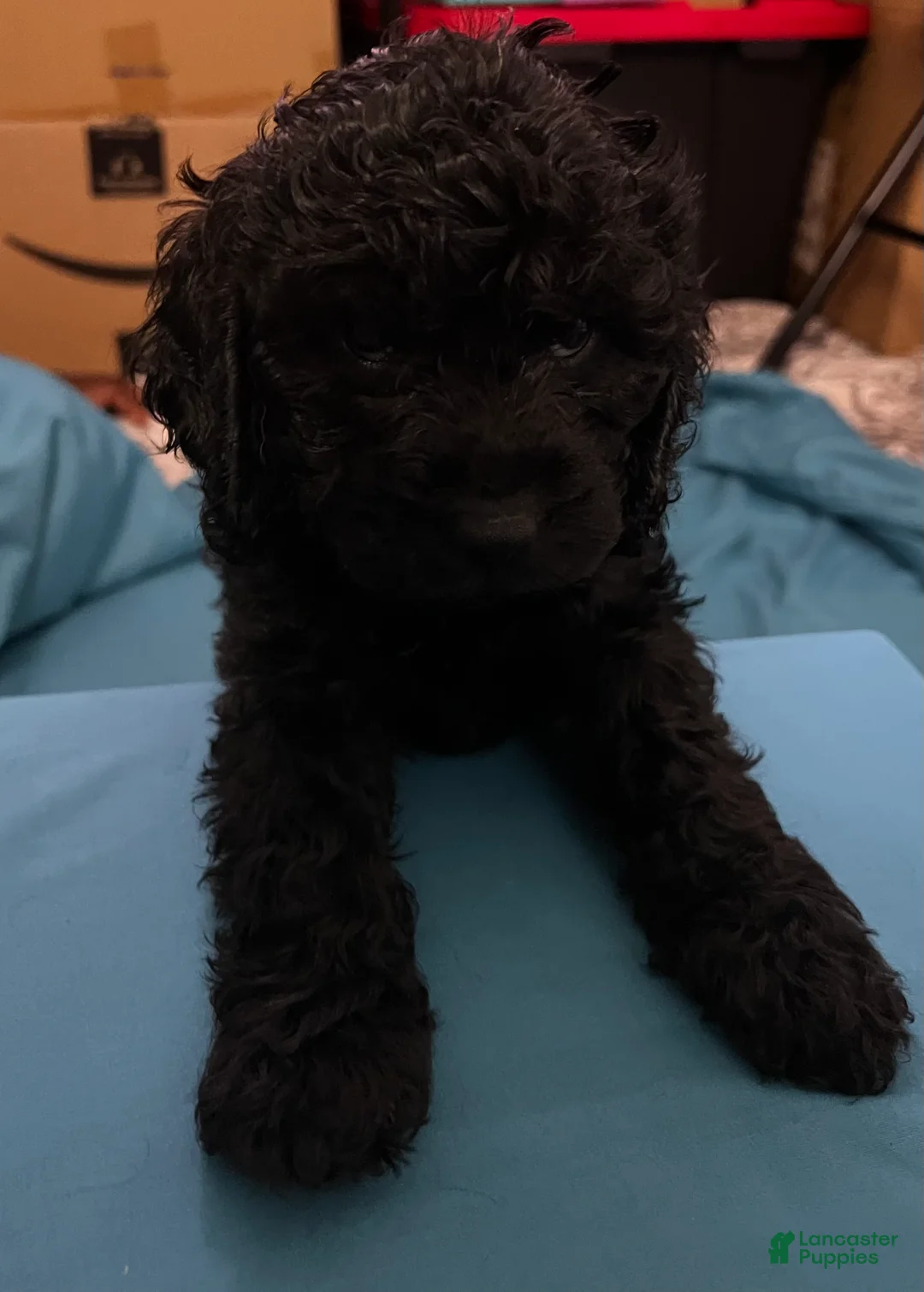 Cockapoo dogs for sale: Zoe - Ad 1