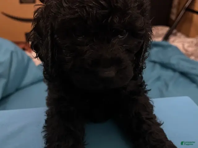 Cockapoo dogs Zoe - Ad 1