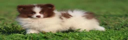 Pomeranian dogs for sale: Coco Puffs - Ad 3