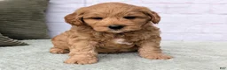 Mini Goldendoodle dogs for sale: Louie - Ad 3