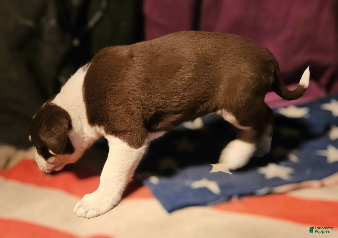 Border Collie dogs for sale: CeeCee (Blue Eyes) - Ad 6