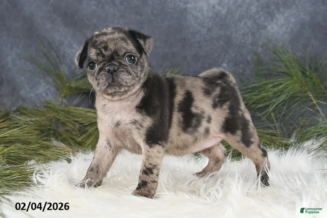 Pug dogs for sale: Danelle - Ad 4