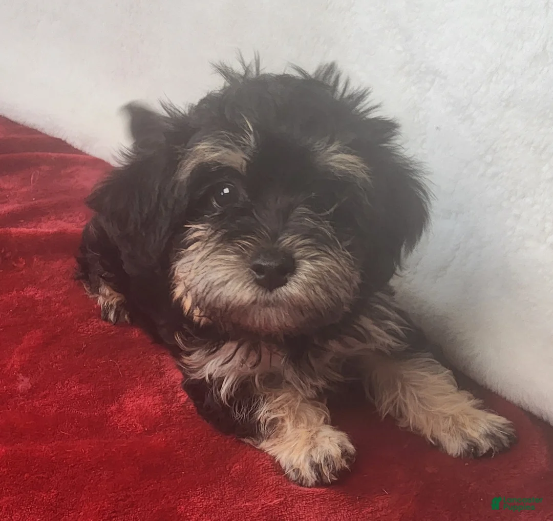 Yorkiepoo dogs for sale: Jewel Sunshine - Ad 2