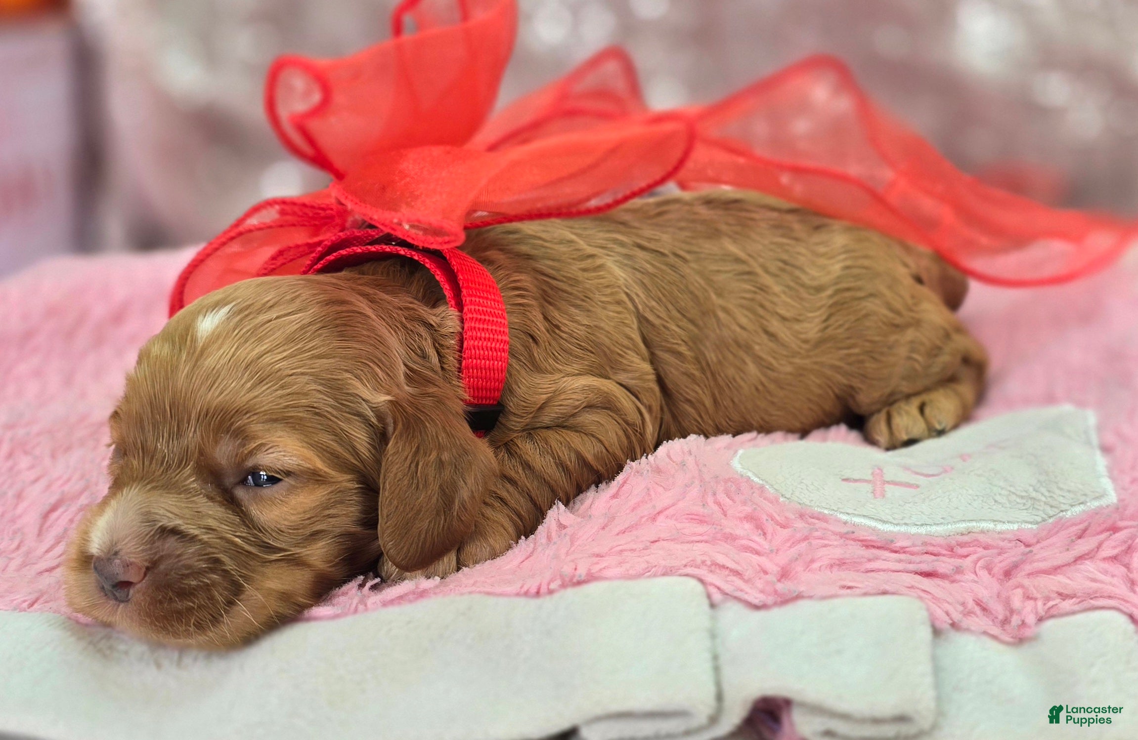 Cockapoo dogs Diamond - Ad 15