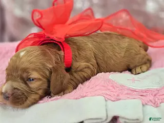 Cockapoo dogs Diamond - Ad 15