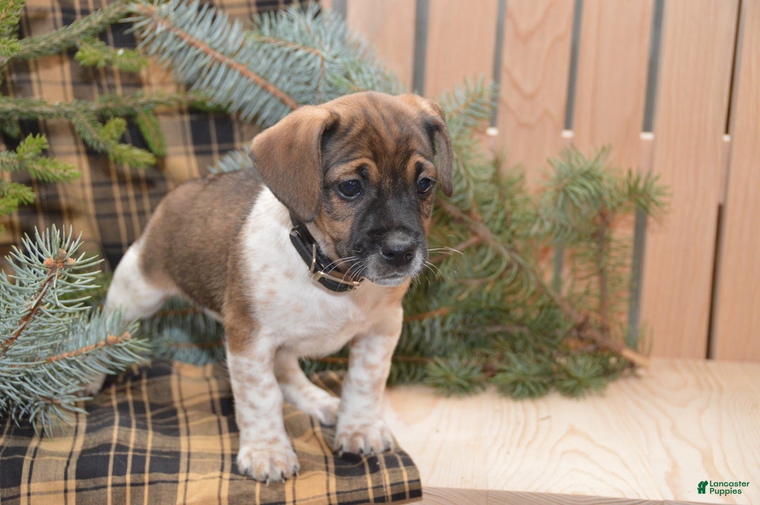 Jug dogs for sale: Alex - Ad 3