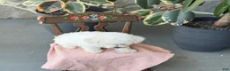 Bichon Frise dogs for sale: Jemima - Ad 9