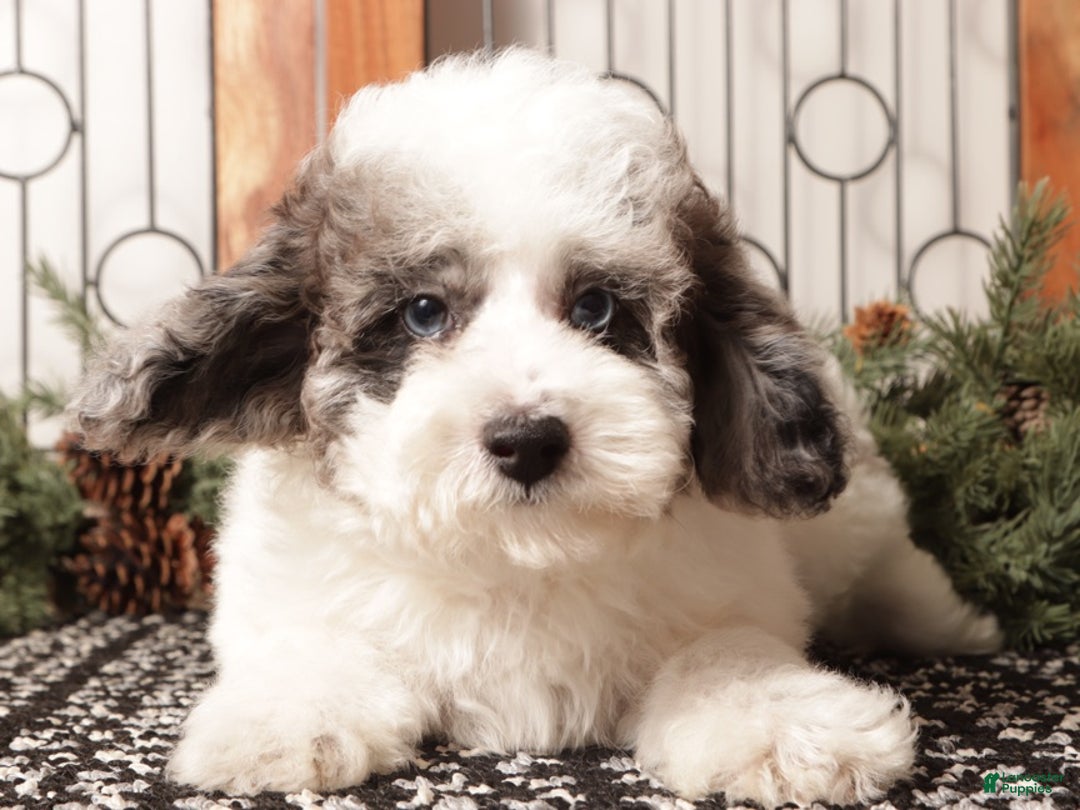 Toy Poodle dogs for sale: Darwin  - Ad 2
