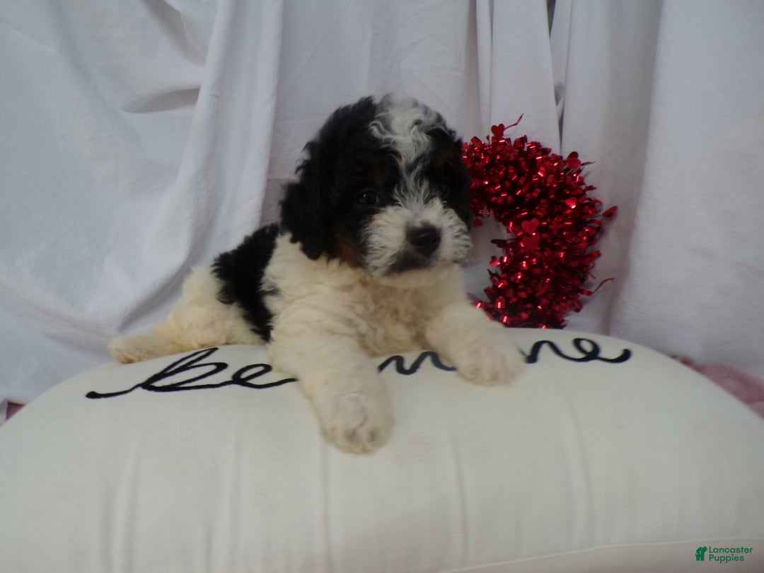 Bernedoodle dogs for sale: Anson - Ad 3