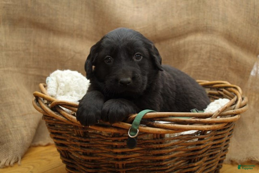 Mixed Breed dogs for sale: Green - Ad 1