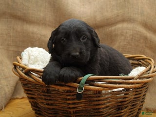 Mixed Breed dogs Green - Ad 25