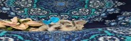 French Bulldog dogs for sale: Romy - Ad 4