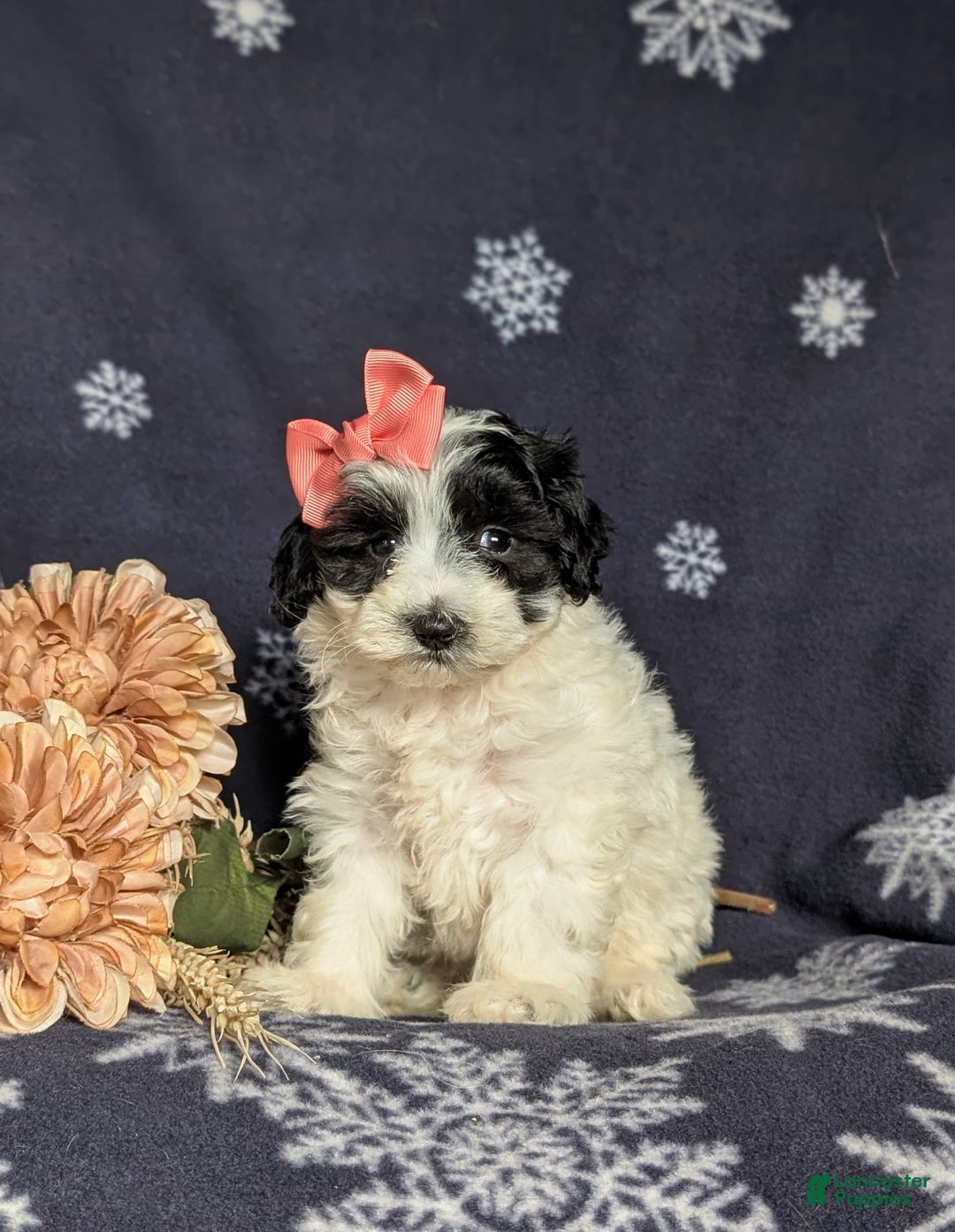 Maltipoo dogs for sale: Destiny - Ad 2