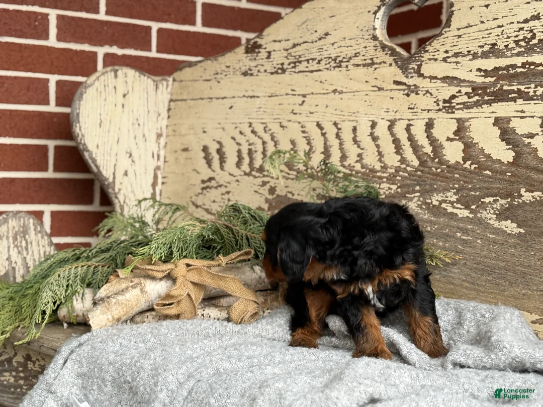 Mixed Breed dogs for sale: Harper - Ad 11