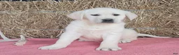 Labrador Retriever dogs for sale: Luna - Ad 1